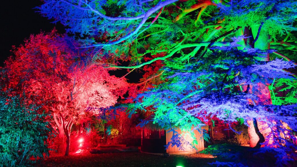 a group of trees lit up with colorful lights